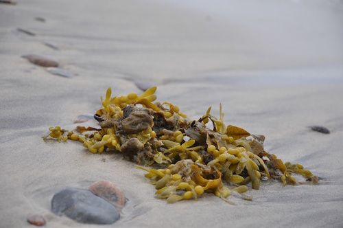 proprietà dimagranti alle alghe